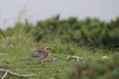 夏合宿「雷鳥を見たい！」後編_b0169905_11114797.jpg