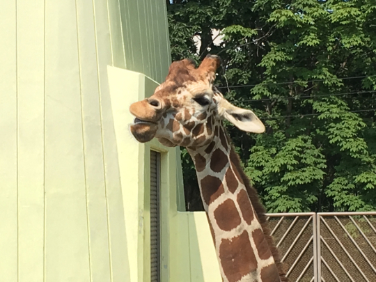 釧路市動物園へ②_d0169613_19014433.jpg