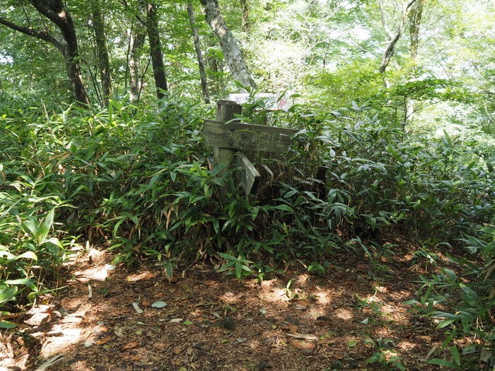 東郷山~四本杉まで_c0116915_0112498.jpg