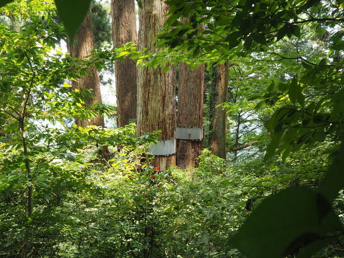 東郷山~四本杉まで_c0116915_0144255.jpg