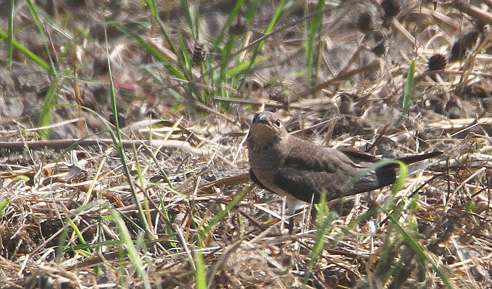 f0364220_17432483.jpg