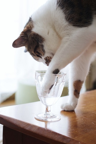 水飲みに変化が欲しい猫_e0364523_09200018.jpg