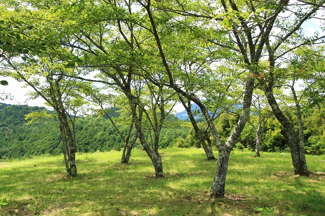 e0321325_08182400.jpg