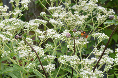 c0107129_24446.jpg