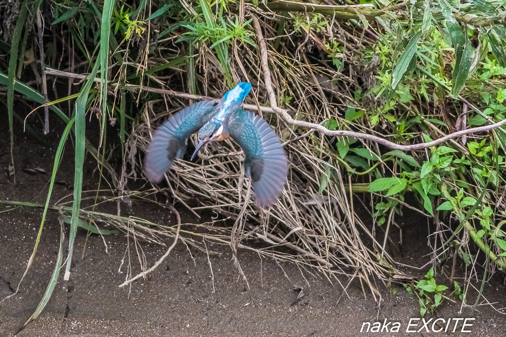 脛に傷持つ　（2017/08/21　晴れ）_f0281533_15382363.jpg