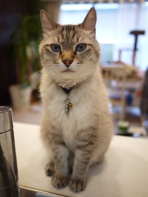 猫のお留守番 ちびくん編。_a0143140_22132095.jpg