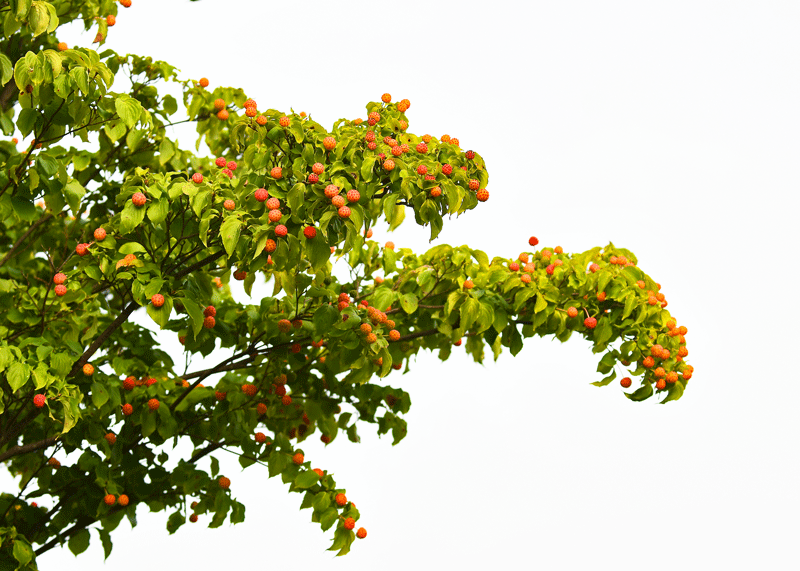 d0290240_11100811.gif