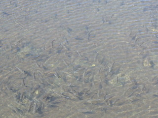 e0138350_10072188.jpg