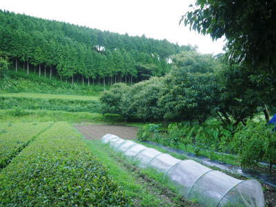 熊本県菊池市、菊池水源の山奥で、自ら田舎暮らしをしながら最旬食材を全国のお客様にお届けします!! _a0254656_17002671.jpg