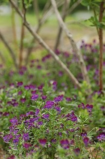 今年初の貴重な マイマイガと ブルーベリー畑 空ヤ畑ノコトバカリ