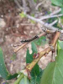 今年初の貴重な マイマイガと ブルーベリー畑 空ヤ畑ノコトバカリ