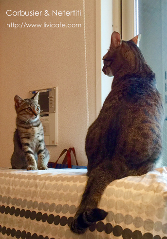 2匹目の猫_e0040957_14353087.jpg