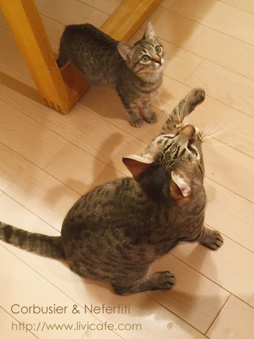 2匹目の猫_e0040957_14355070.jpg