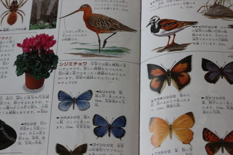 類語辞典についての考察 2 Sakamichi