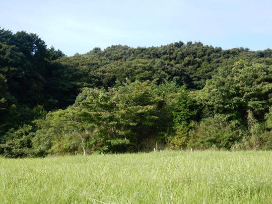 ’17,8,21(月)田舎道は?マークがいっぱい!_f0060461_10142094.jpg
