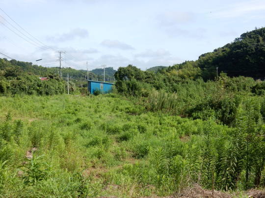 ’17,8,21(月)田舎道は?マークがいっぱい!_f0060461_10265226.jpg