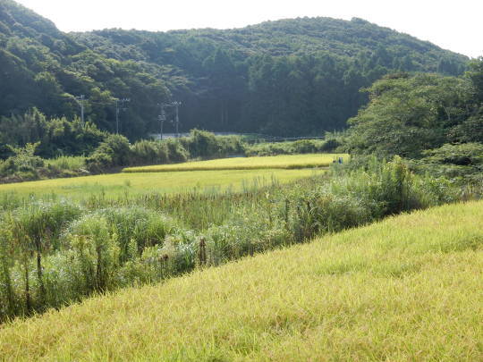 ’17,8,21(月)田舎道は?マークがいっぱい!_f0060461_10330655.jpg