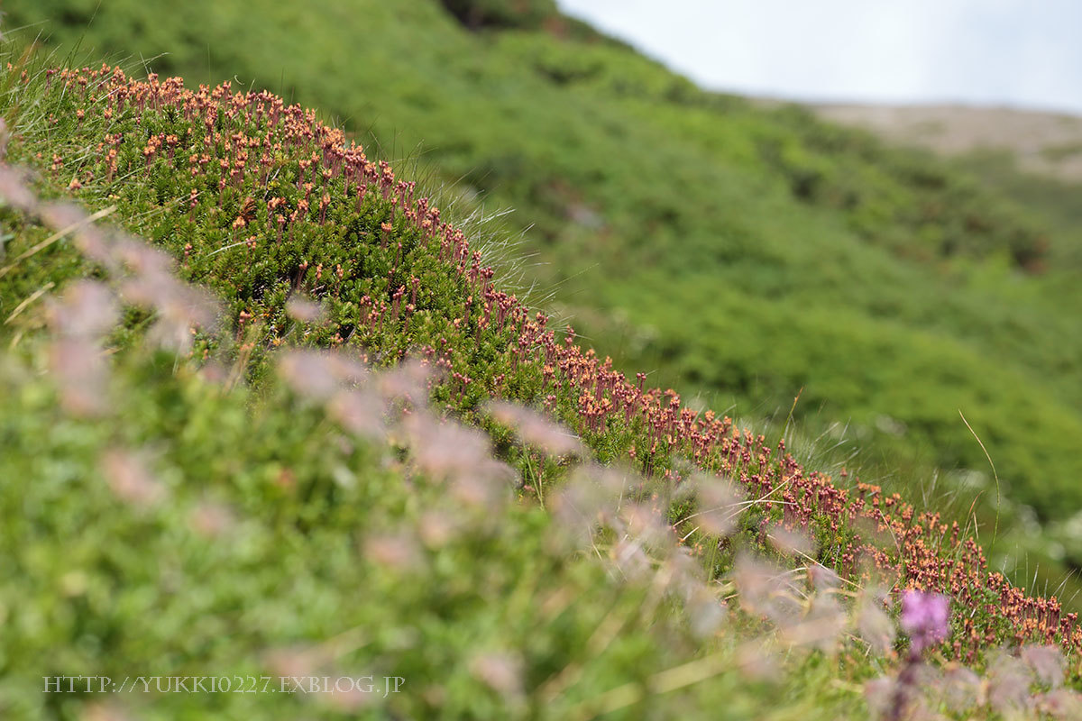 黒岳～北鎮岳　2017夏　【 秋の気配を感じながら、ぼっち登山を満喫 】№2_f0054366_16163897.jpg