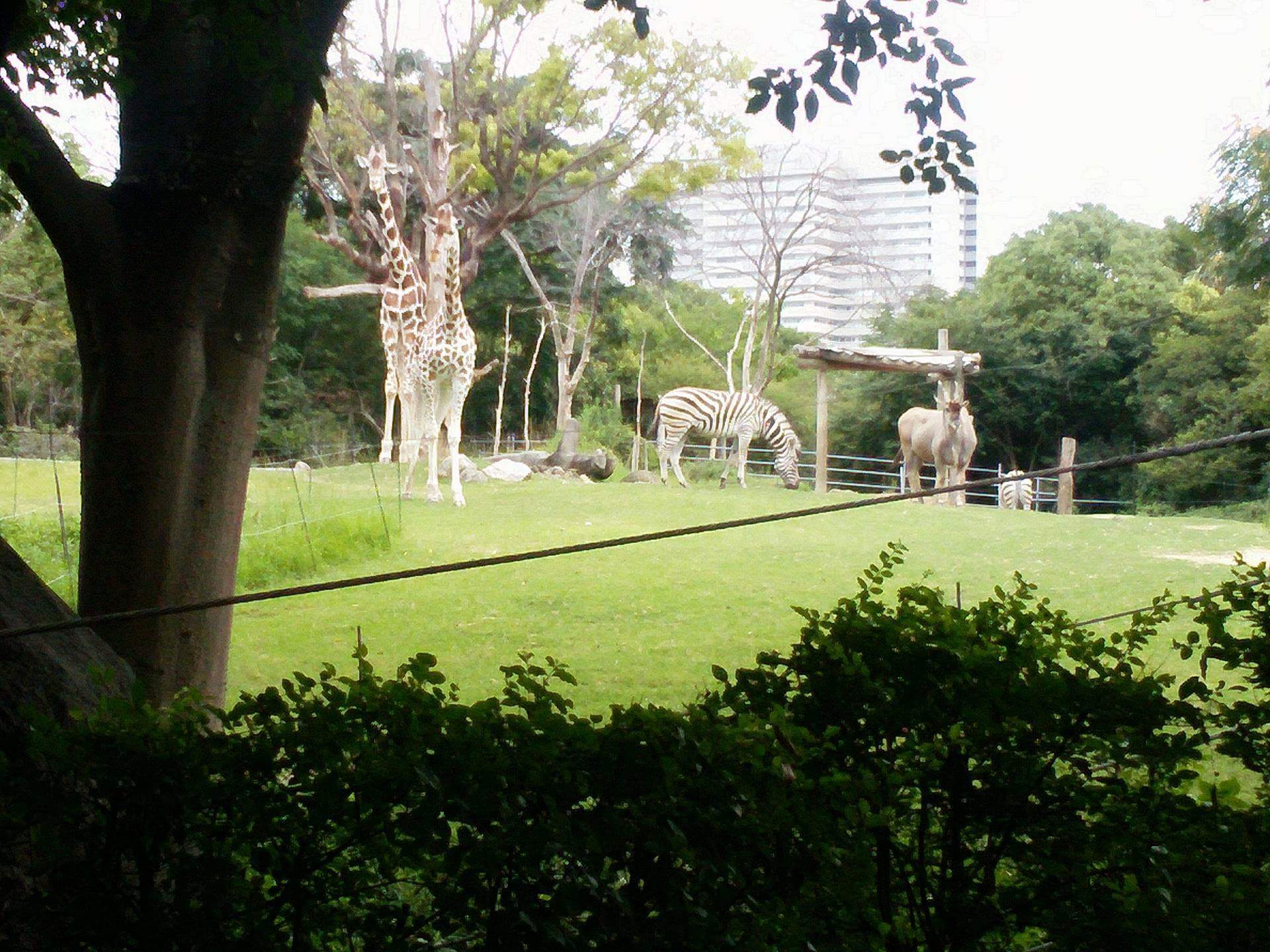 天王寺動物園　まとめ★_a0373769_21495101.jpeg