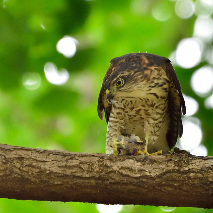 ツミ（雀鷹）/Japanese lesser sparrowhawk_f0365975_00042689.jpg