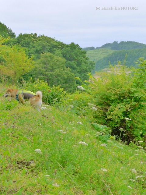 北見フラワーパラダイス　2017 晩夏_f0150377_10314106.jpg