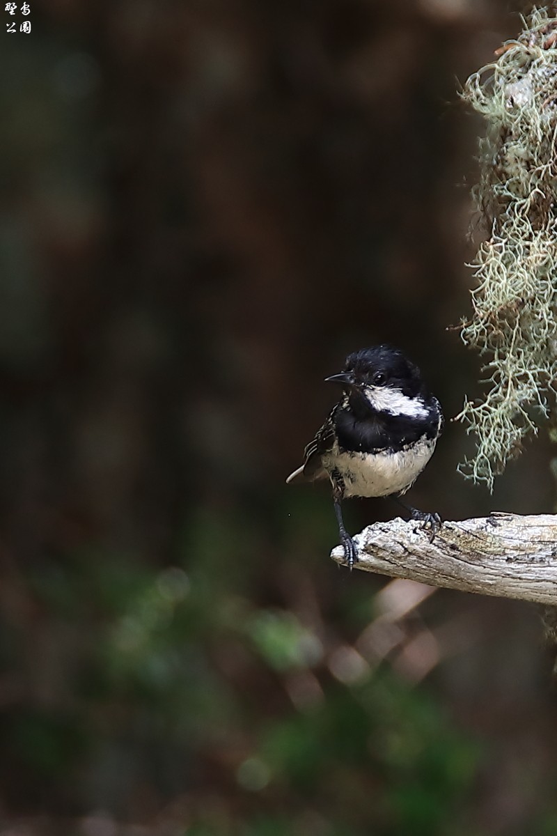 高いお山で出会った野鳥達_c0352582_20483070.jpg