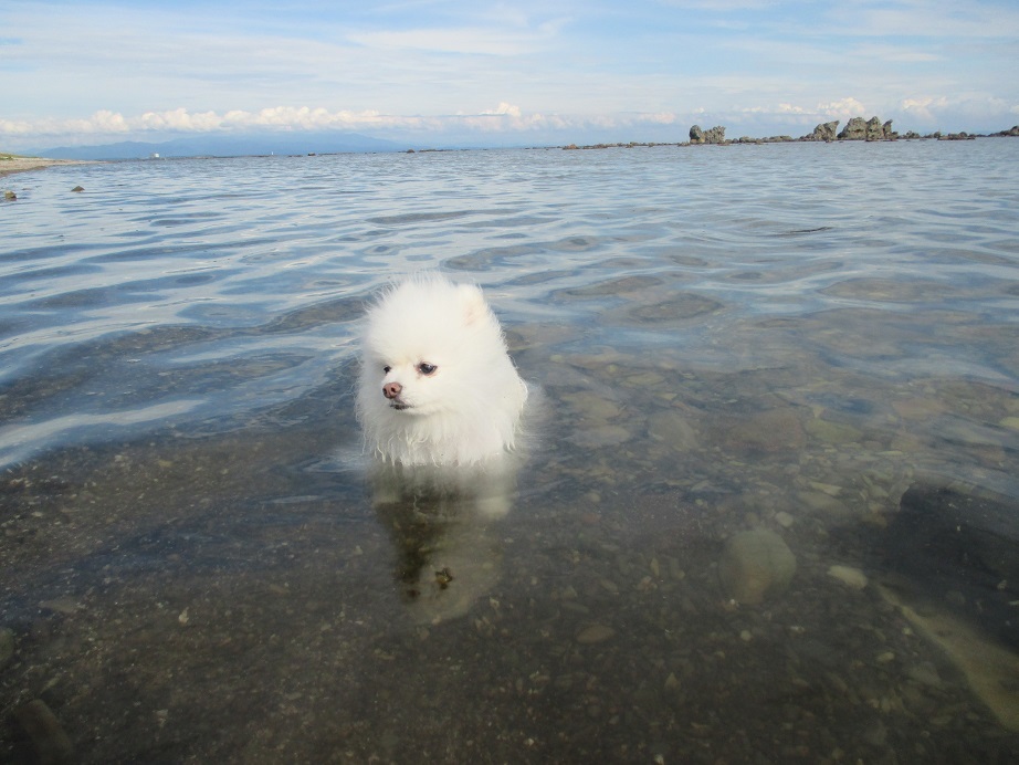 毛足の長いお犬様は鵜ノ崎海岸_d0129083_23011469.jpg