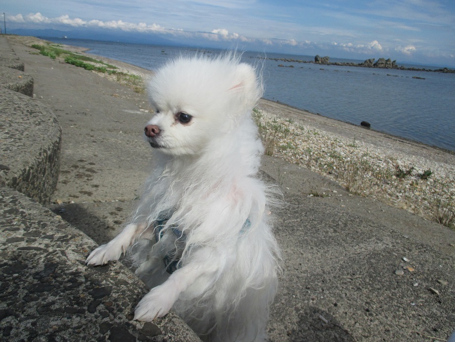 毛足の長いお犬様は鵜ノ崎海岸_d0129083_23014881.jpg