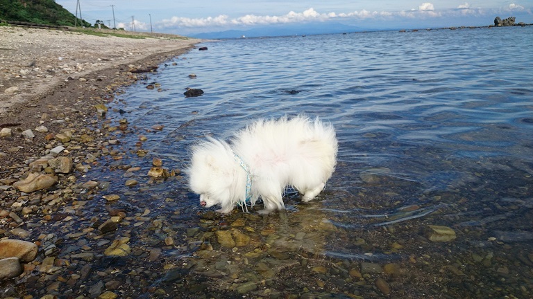 毛足の長いお犬様は鵜ノ崎海岸_d0129083_23035202.jpg