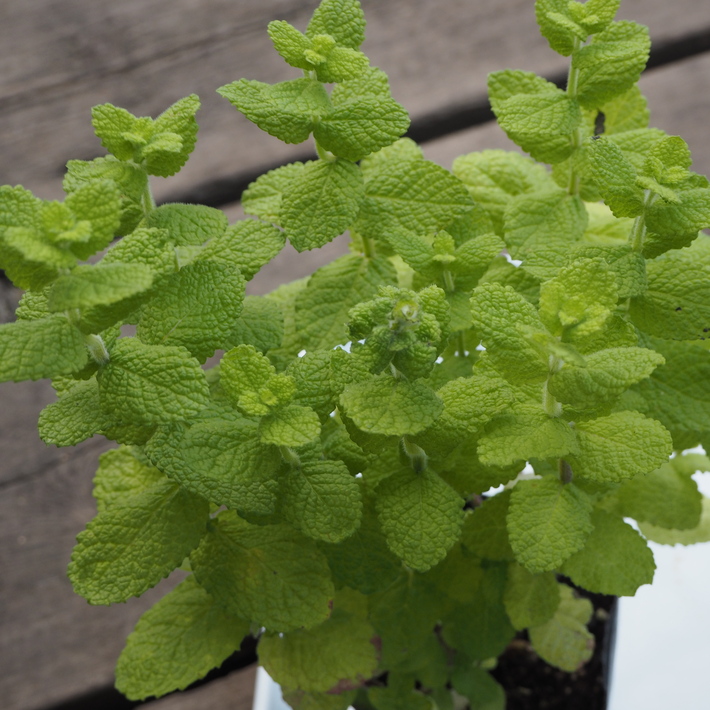 ハーブは環境によって状態が変わります Sola Og Planta ハーブとお花のお庭日記