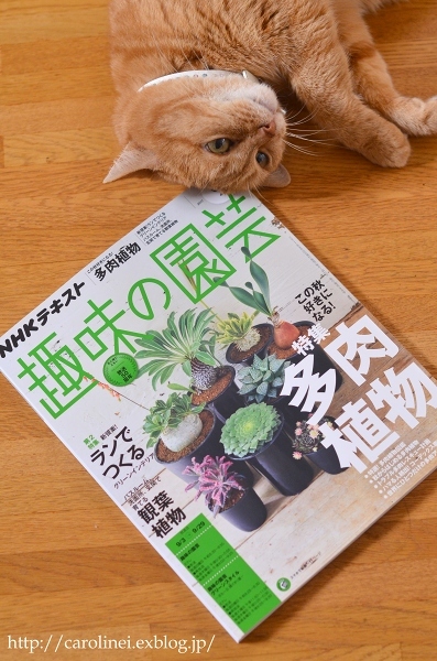 第3回寄せ植えコンテスト、入賞させて頂きました　　Excellence Award at the 3rd Yoseue Contest_d0025294_17424747.jpg