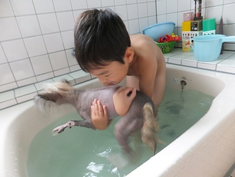 お風呂プール 毎日笑顔 裸犬 温 真珠 絆愛