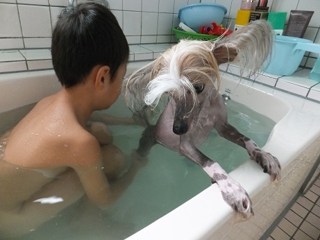 Resultado de imagen para 犬 chinese crested 浴室