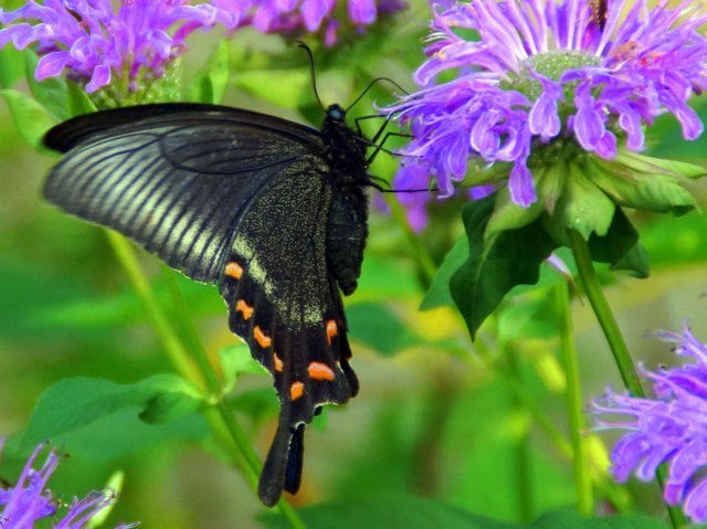 a0345007_14331310.jpg