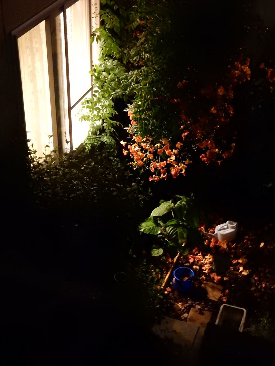 9日ぶりの雨_c0025115_20580677.jpg
