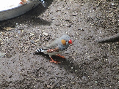 鳥舎の可愛い鳥たち_e0373815_11183264.jpg