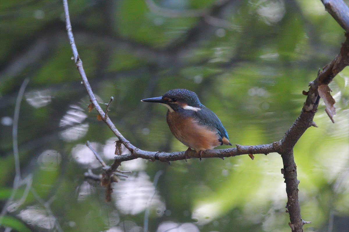 カワセミ　幼鳥_a0145819_123711100.jpg