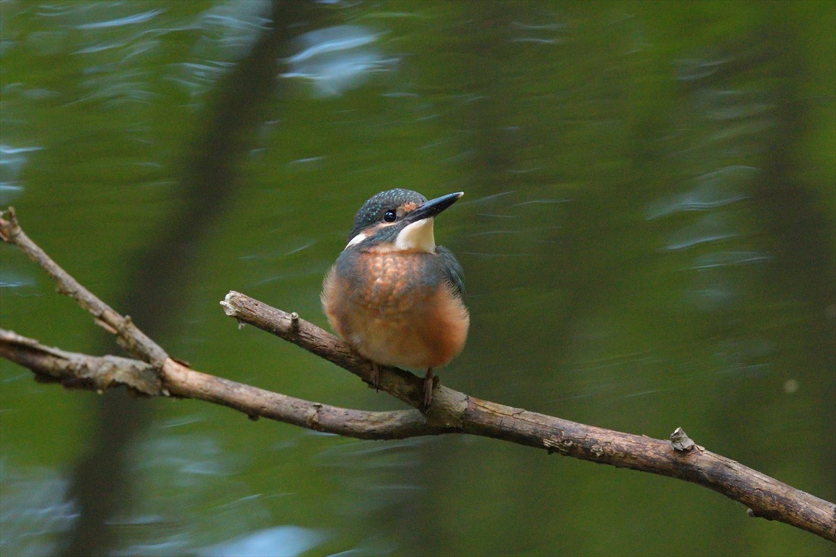 カワセミ　幼鳥_a0145819_1248720.jpg