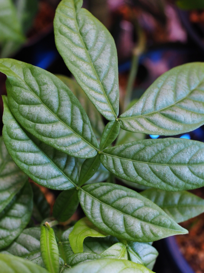 アイスクリームビーン Blog Living Tropically