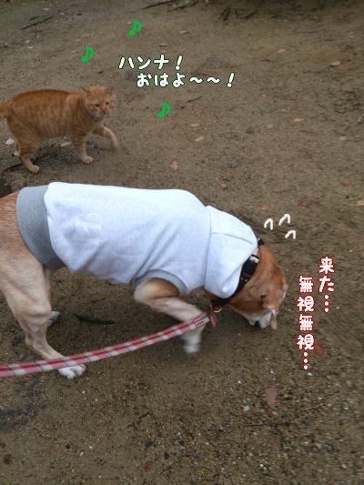 公園猫チャトンとハンナの想い出_c0087521_00075045.jpg