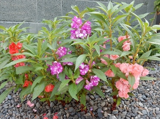 e0033229_1846371.jpg