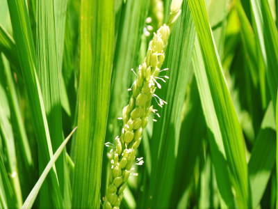 菊池水源棚田米 お米の花が咲きました!!(2017) 一般流通のない貴重な『菊池水源棚田米』残りわずかです!_a0254656_18223183.jpg