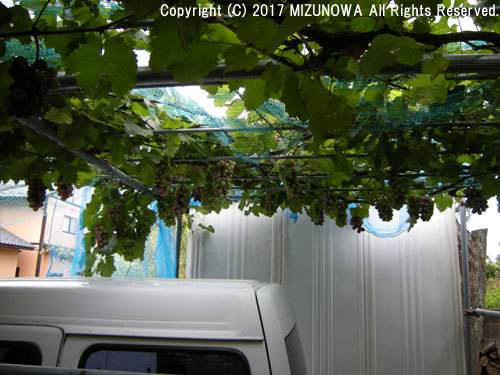 カーポート!?_d0255366_16260183.jpg