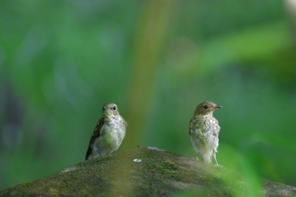 幼鳥 キビタキ_f0053272_21285500.jpg
