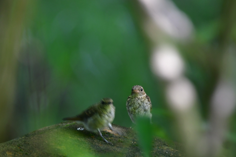 幼鳥 キビタキ_f0053272_21342786.jpg