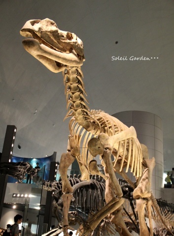 ◇『恐竜博物館』&『越前松島水族館』・・・福井県へ : Soleilの庭