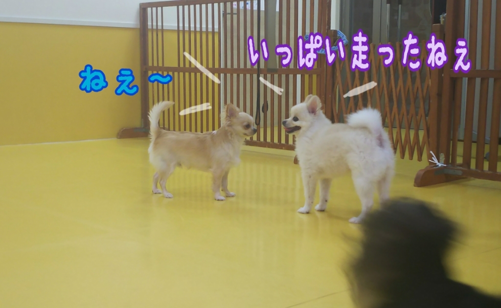 仲良しさん✌😃😊👌_f0357682_23061068.jpg