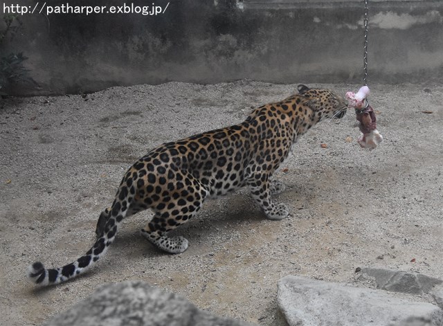 ２０１７年８月　王子動物園　その３　トワイライトｚｏｏ_a0052986_23394261.jpg