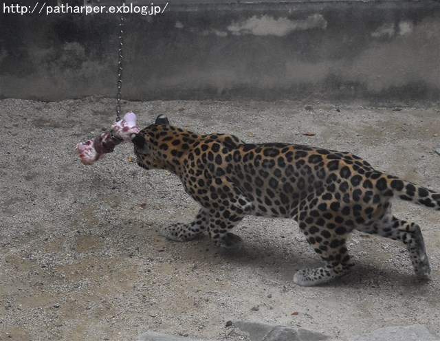 ２０１７年８月　王子動物園　その３　トワイライトｚｏｏ_a0052986_23414829.jpg