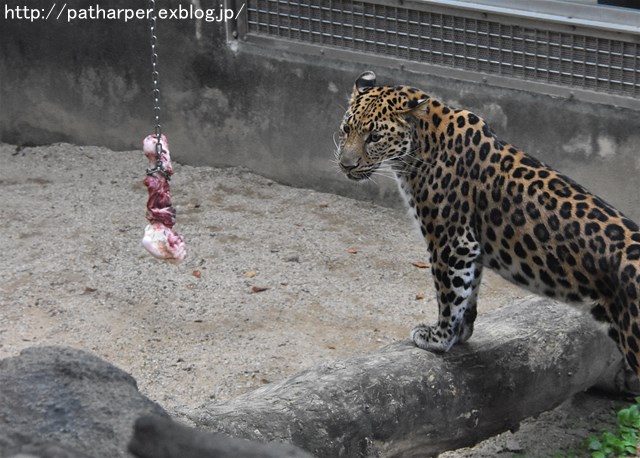 ２０１７年８月　王子動物園　その３　トワイライトｚｏｏ_a0052986_7354313.jpg